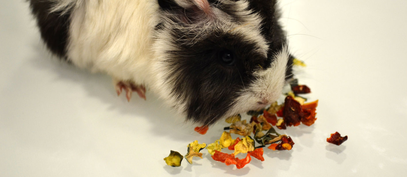 Cobaya-con-snack-de-verduras