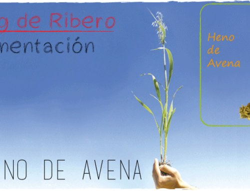 EL HENO DE AVENA