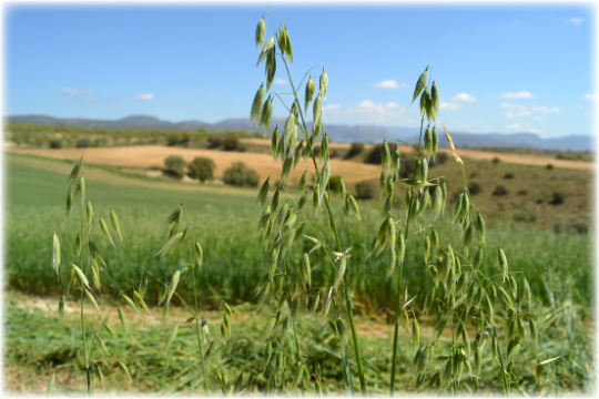 Heno-de-avena