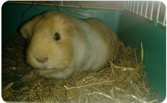 cuky-in-her-straw-bed