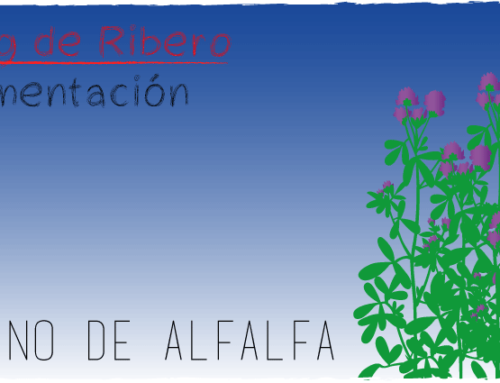 EL HENO DE ALFALFA