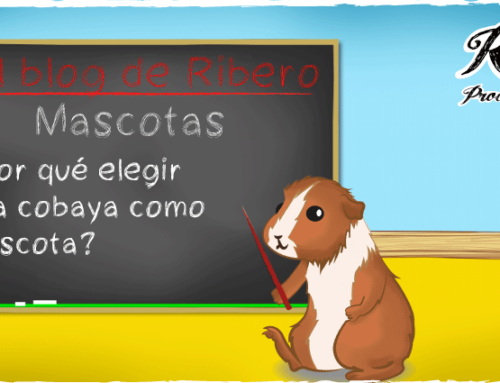 ¿Por qué elegir una cobaya como mascota?