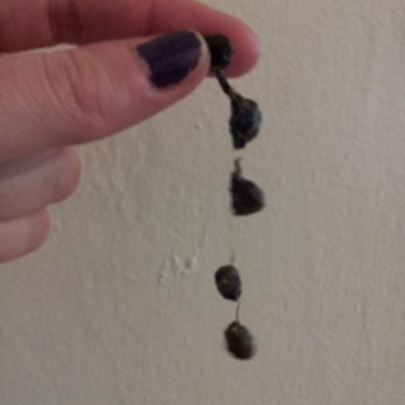 Sí, ¡una verdadera fábrica de bolitas! (3)