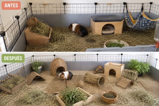 Cobaya en un recinto amplio con túneles, refugios y elementos de enriquecimiento ambiental