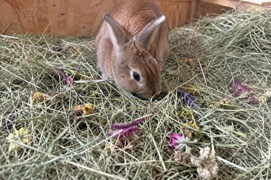 Conejo buscando flores y hierbas escondidas entre el heno como enriquecimiento alimentario